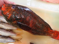 SDGs　ブダイの寿司　出前　デリバリー