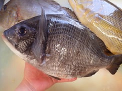 SDGs　クロダイの寿司　デリバリー　出前