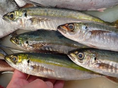 ムロアジの寿司　デリバリー