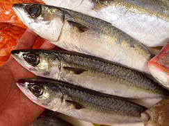 シメサバ　寿司　出前