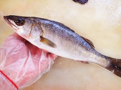 フッコ　高級寿司　出前