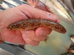 エソの寿司　デリバリー