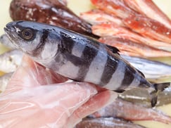 ブリモドキ　大船渡　未利用魚