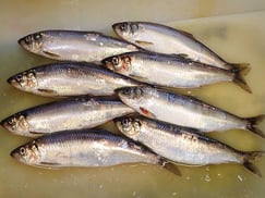 ニシン-高級魚-寿司