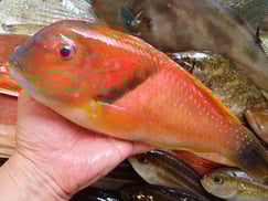 イラの寿司　出前　デリバリー