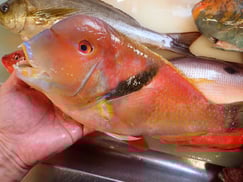 イラの寿司　デリバリー　出前