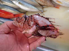 ミノカサゴの寿司　デリバリー