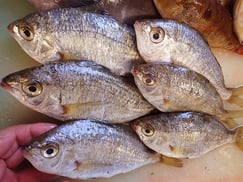 八丁堀　寿司　出前　クロサギ