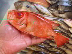 SDGs　ホウセキキントキの寿司　デリバリー　出前