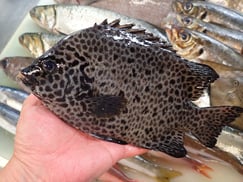 イシガキダイの寿司　デリバリー