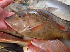 フエフキダイの寿司　デリバリー