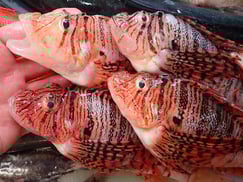 ミノカサゴの寿司　デリバリー