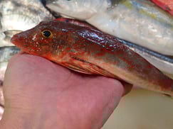 ホウボウの寿司　デリバリー