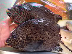 イシガキダイの寿司　デリバリー