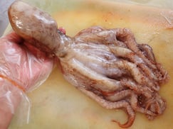 ヤナギダコ　羅臼　未利用魚