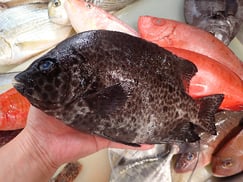 イシガキダイの寿司　出前　デリバリー