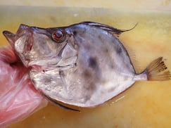 カガミダイ　宮城県　未利用魚