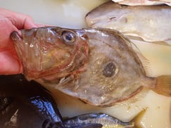 SDGs　マトウダイの寿司　出前　デリバリー