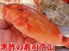 江東区清澄まで美味しいお寿司をお届けします。宅配寿司の京山です。お正月も営業します！