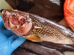 ミシマオコゼの寿司　デリバリー