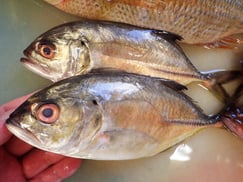 ギンガメアジの寿司　デリバリー　出前