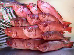 ホウセキキントキの寿司　美味しいお寿司　出前