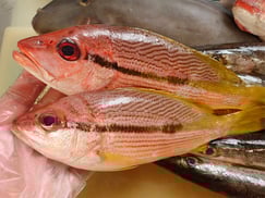 ヨコスジフエダイ　五島列島の魚　未利用魚