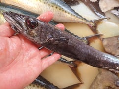 クロシビカマスの寿司 デリバリー