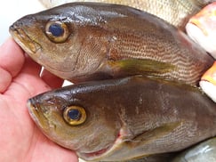 イサキ　魚　宅配寿司