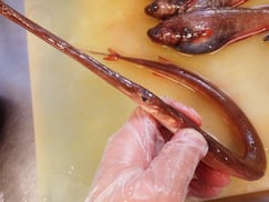 アカヤガラ　宮城県　未利用魚