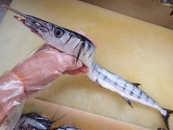 ハマダツ　寿司　出前