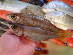 クロムツの寿司　デリバリー　出前