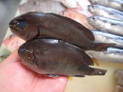 SDGs　メジナの寿司　デリバリー　出前