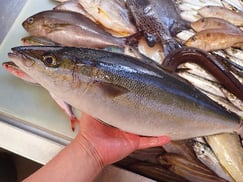 ツムブリの寿司　デリバリー