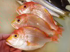 連子鯛　五島列島の魚　未利用魚