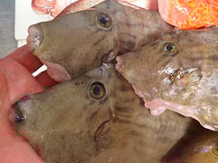 カワハギのにぎり寿司　出前