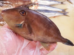 ウマズラハギ　高級寿司　出前