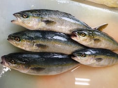 イナダの寿司　デリバリー