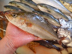 カンパチの寿司　デリバリー　出前