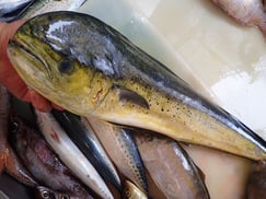 シイラの寿司　美味しいお寿司　出前