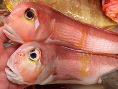 ウミヒゴイの寿司　出前