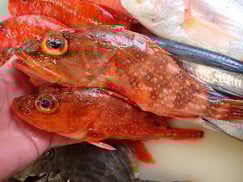 ウッカリカサゴの寿司　デリバリー