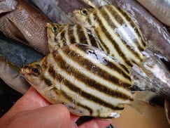 カゴカキダイの寿司　デリバリー　出前