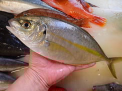 シマアジの寿司　デリバリー　出前