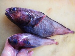 どんこ　大船渡　未利用魚