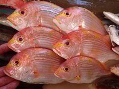 チダイの寿司　デリバリー