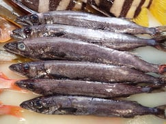 クロシビカマスの寿司　デリバリー