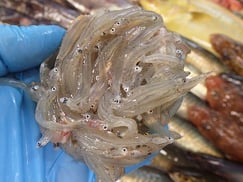 生しらすの寿司　出前