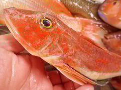 ホウボウの寿司　出前