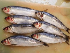 ニシン　羅臼　高級魚